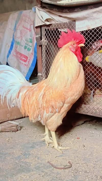 Lohman Brown Murqa For Sale (F1 Breed)