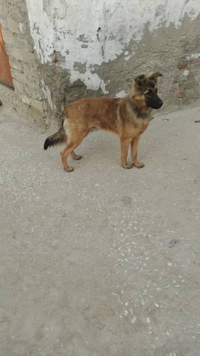 Belgium shepherd black mask exchange possible with Labrador or German
