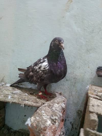 نسلی تے گارنٹی والے