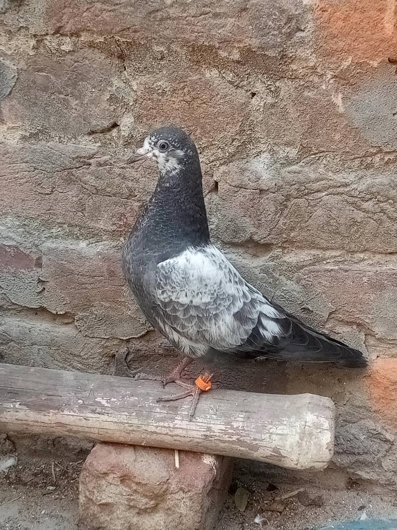 نسلی تے گارنٹی والے 1