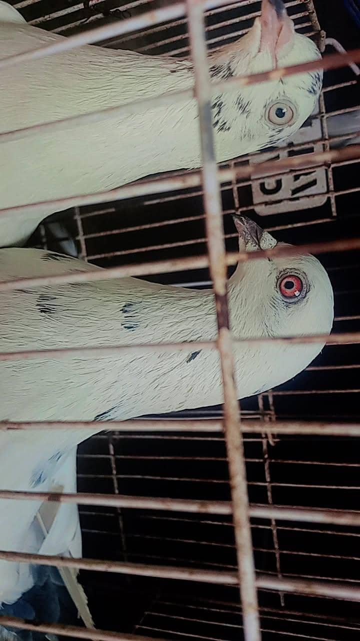 نسلی تے گارنٹی والے 2