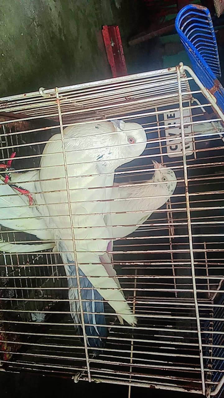 نسلی تے گارنٹی والے 3