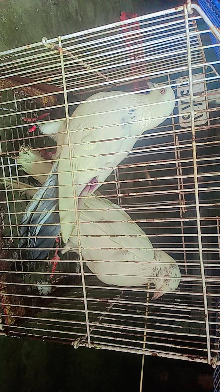 نسلی تے گارنٹی والے 4