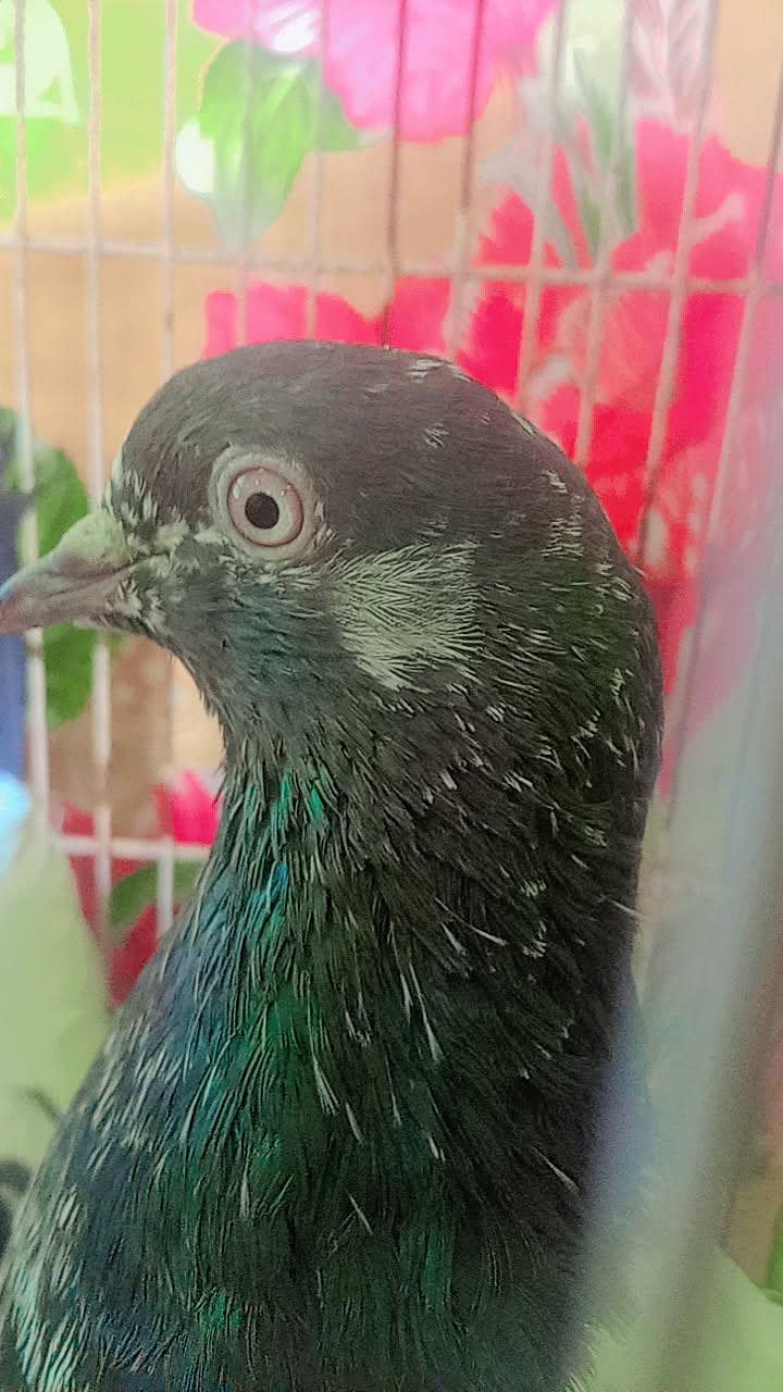 نسلی تے گارنٹی والے 5