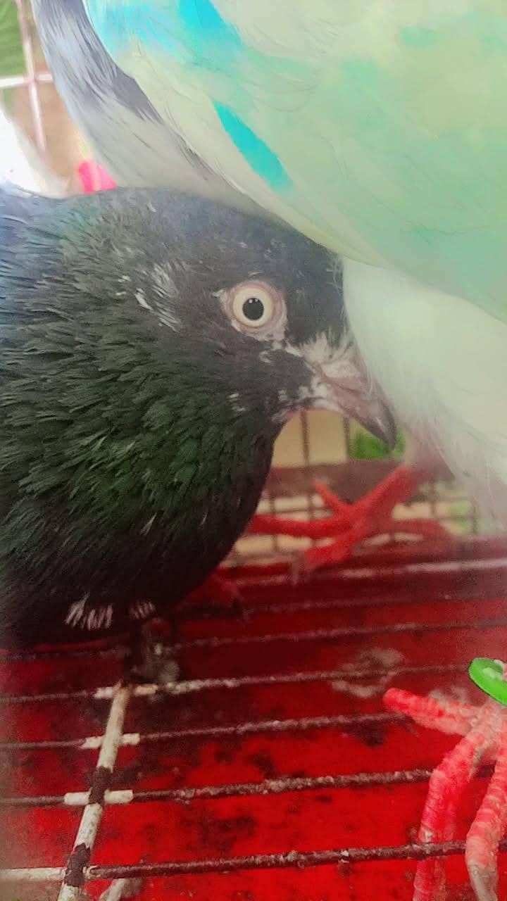 نسلی تے گارنٹی والے 6