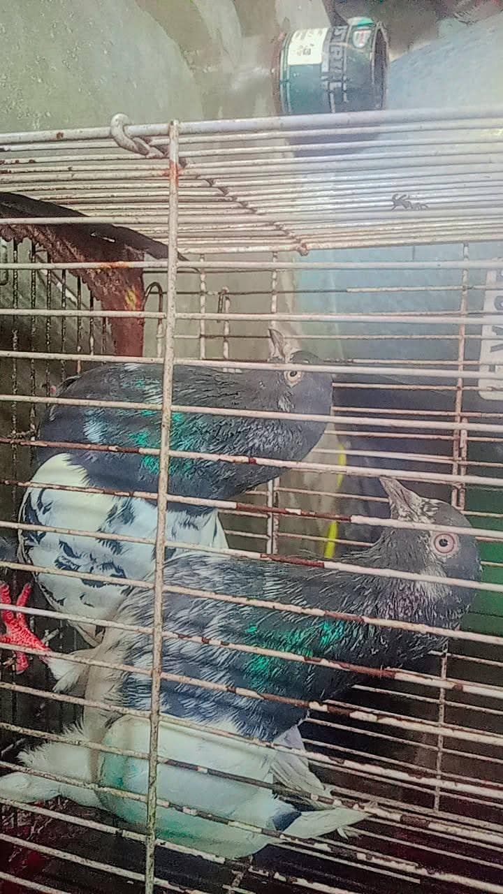 نسلی تے گارنٹی والے 7