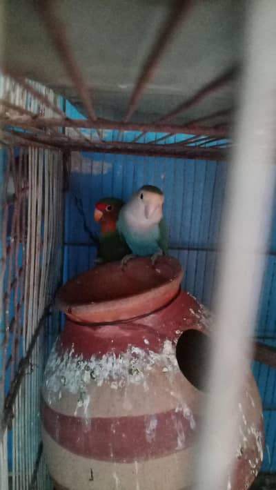 7 piar {whatsapp namber 03145573700}