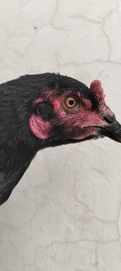 Aseel Pakoe Murgi Colour black