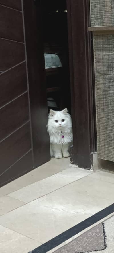 white heavy coat cat