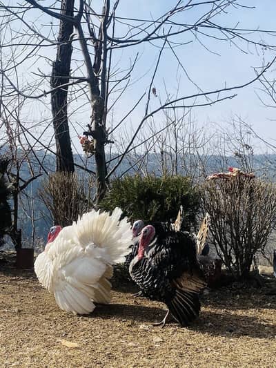 Turkish breed pair available