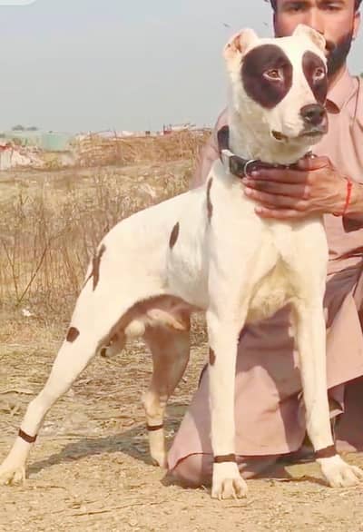lopa gultair dog  | Dog For Sale