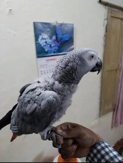 African grey parrot for sale 9 years