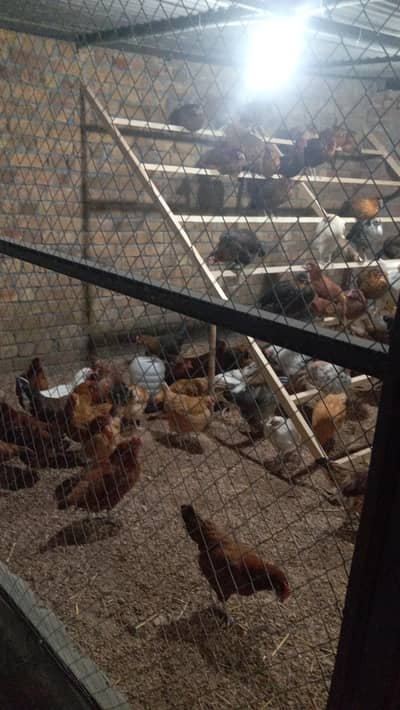 golden misri for sale egg laying hen on full production