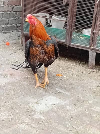 parat beek male cross k liye available hy