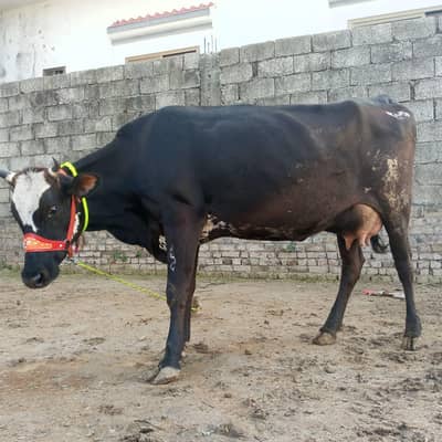 jerci fresion cow for sale