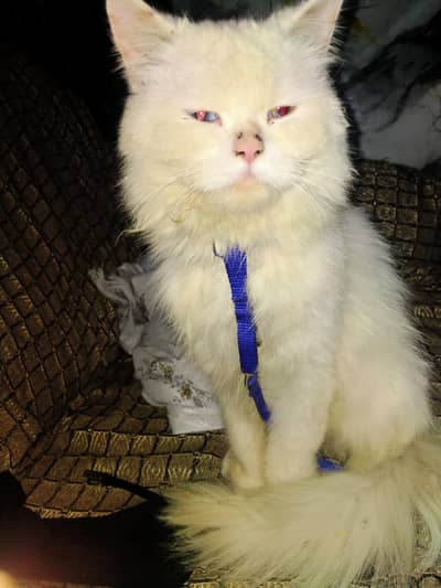 it is Persian and have two different coloured eyes