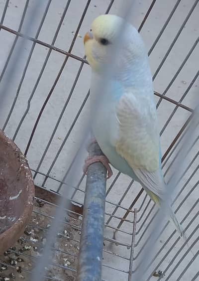 Clearwing Rainbow Working Budgie Pathay