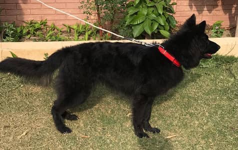 Black German Shepard