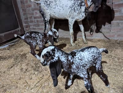 mahki chini bakri with two kids