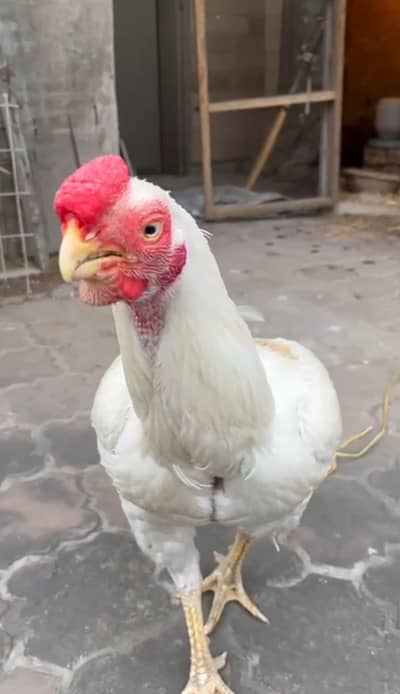 Aseel parrot beak long tail male