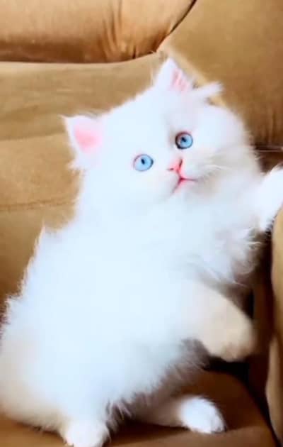 Persian Cats & Kittens for Sale may WhatsApp  03126762031