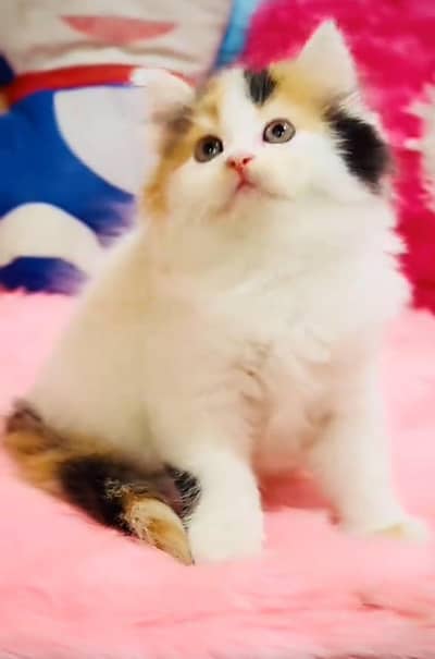 Persian Cats & Kittens for Sale may WhatsApp 03493839133