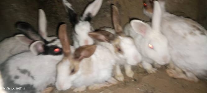 Rabbit family 13
