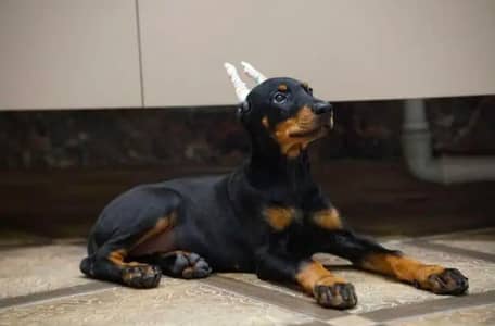 imported Doberman puppy for sale