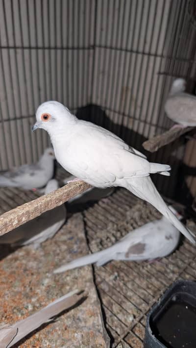 Silver paied and Cream paied dove for sale