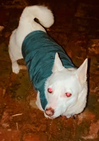 Rushain female for sale. .