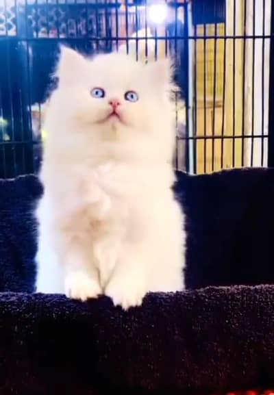 Persian Cats & Kittens for Sale may WhatsApp 03493839133