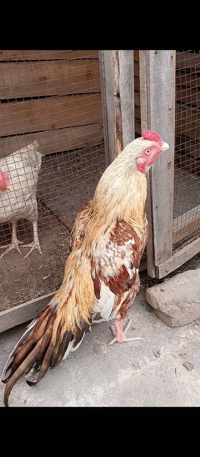 pure mian wali zero size long tail sarya dum wite eyes