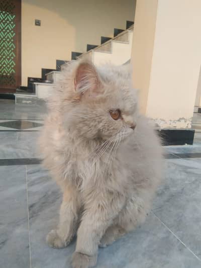 pursian male russian femail