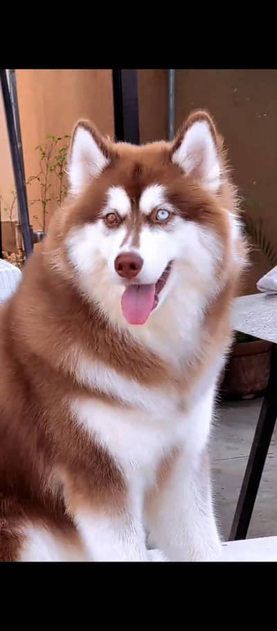 Husky Family Dog for Sale