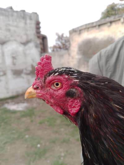 high quality murga haa jis bhi na Lena ha rabta kar la