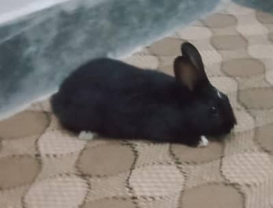 full healthy and active rabbits with kids very urgent for sale