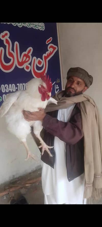 vip Desi murgha total weight 6.5 kg