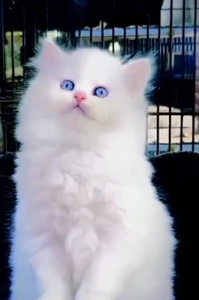 Persian Cats & Kittens for Sale may WhatsApp 03493839133