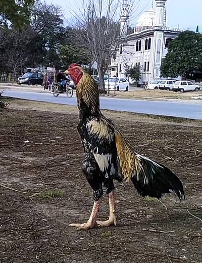 jawa phata ha long hight price Kam nahi hon giwhat's app (03136417097)