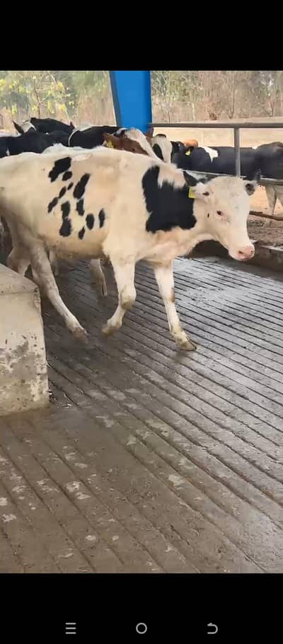 Pure Dutch heifers sale/ Heifers for Sale/ milking buffalo for sale