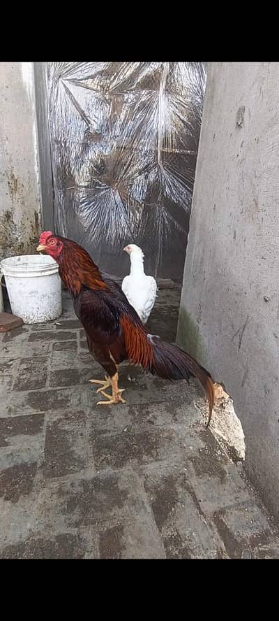 peela Heera breeder pair