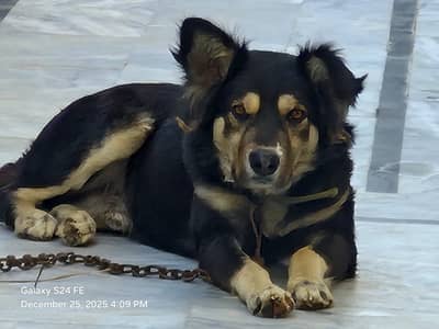 A fearless, highly protective dog