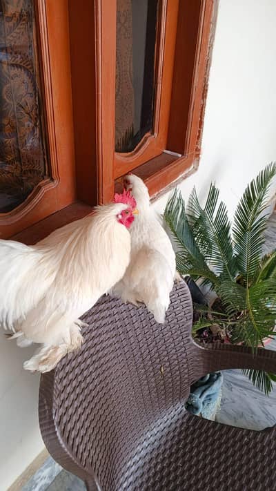 Bantam For sale