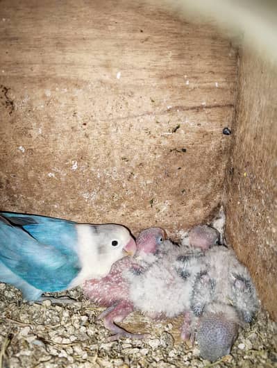 Breeder pair with 3 chiks