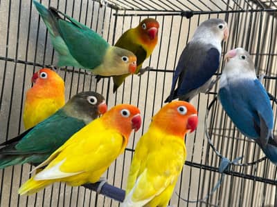 Love bird fir sale