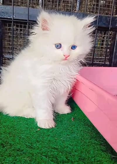 Persian Cats & Kittens for Sale may WhatsApp 03493839133