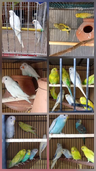 budgies paroots