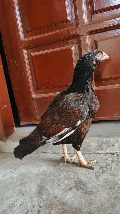 High Quality Old Blood Maadi