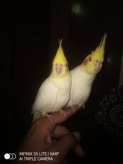 *Handtime Coaktails*