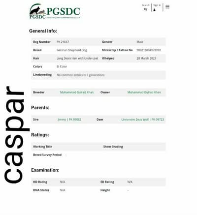 king Size Dog Special Discount  Offers  Rs 80,000